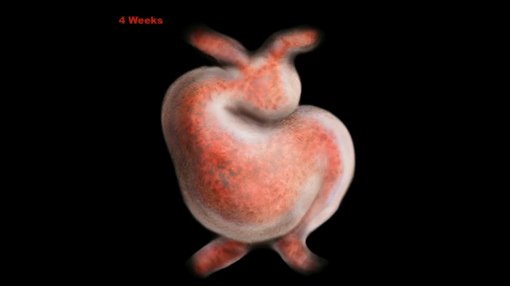 serce płodu 4 tydzień ciąży