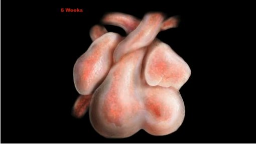 serce płodu 6 tydzień ciąży