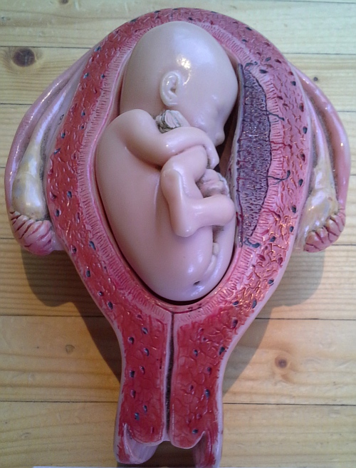 płód w 4 - 5 miesiącu ciąży.