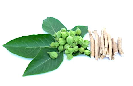 ashwagandha - liście, korzeń i owoce rośliny